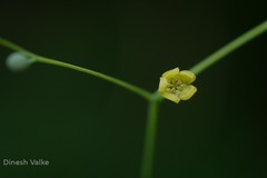 Erythropalum scandens